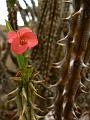 Euphorbia cylindrifolia ssp. cylindrifolia (Madagascar), Adelaide Botanic Gardens P1080773